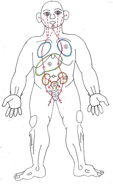 腎の経絡上での人体内部における流れ図