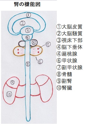 腎の機能図