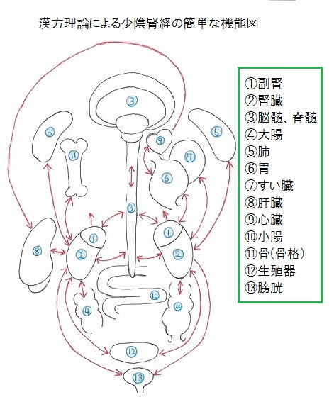 腎経の機能図